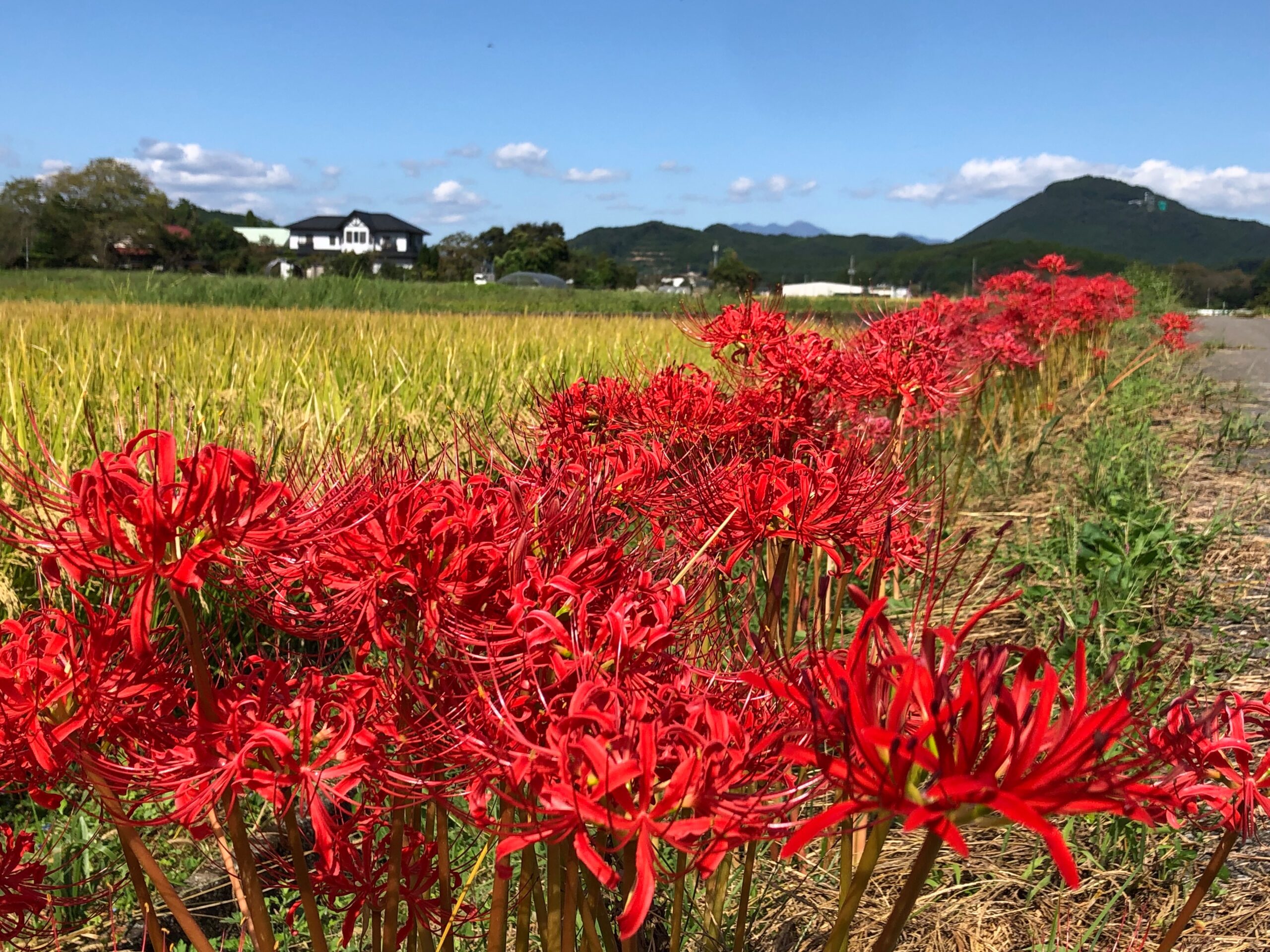 曼珠沙華